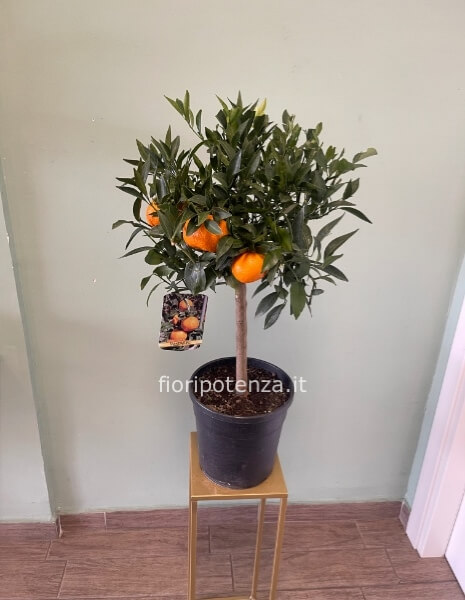 PIANTA DI MANDARINO (