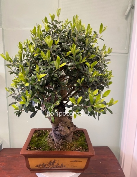 BONSAI MAXI DI ULIVO SPAGNOLO, h. 65 cm (dal vaso), vaso 35 cm