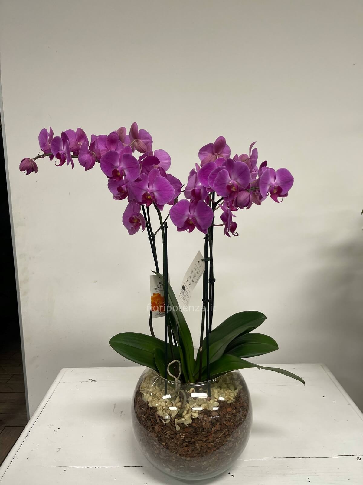 Pianta artificiale Orchidea phalaenopsis in materiale di alta qualità